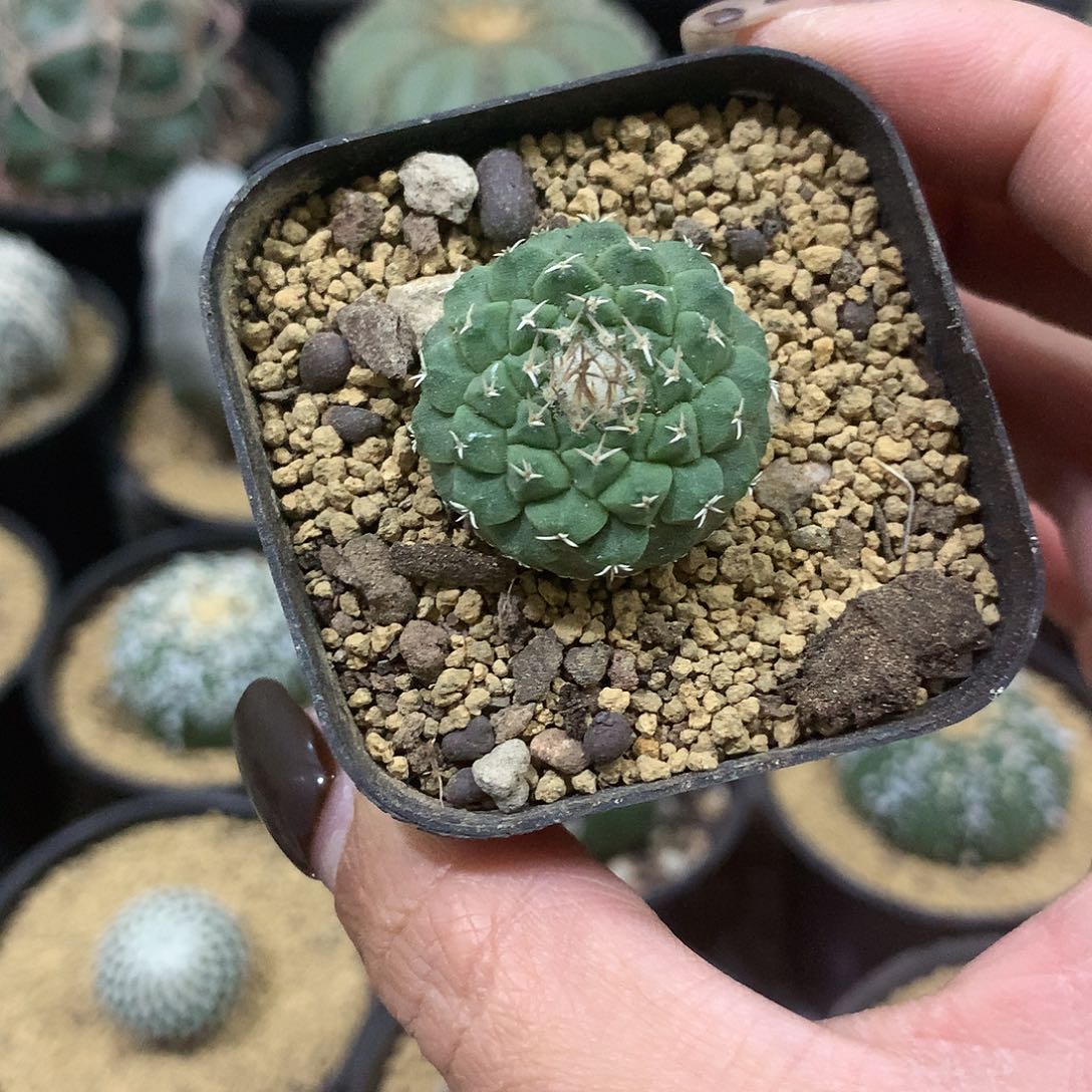 实生根菊水仙人球