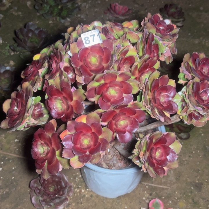 荷兰玫瑰871多肉法师一物一拍