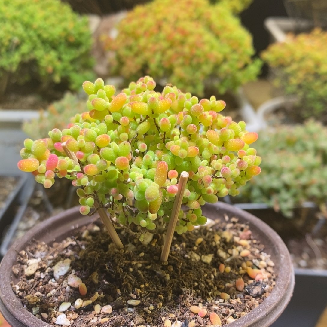 蜜桔枝干番杏522