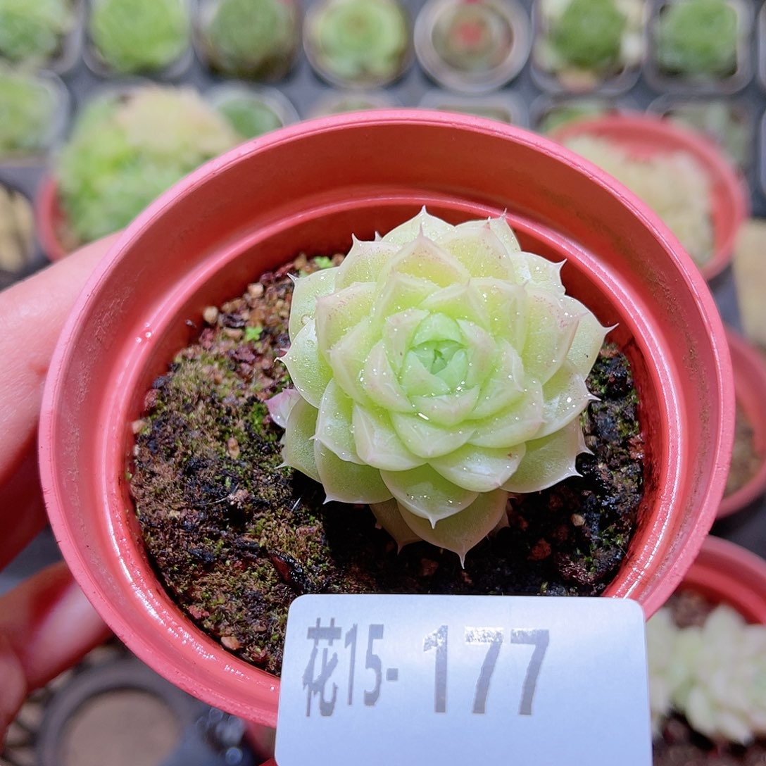花利美15-177麦秆