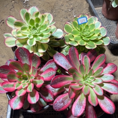 325多肉植物组合