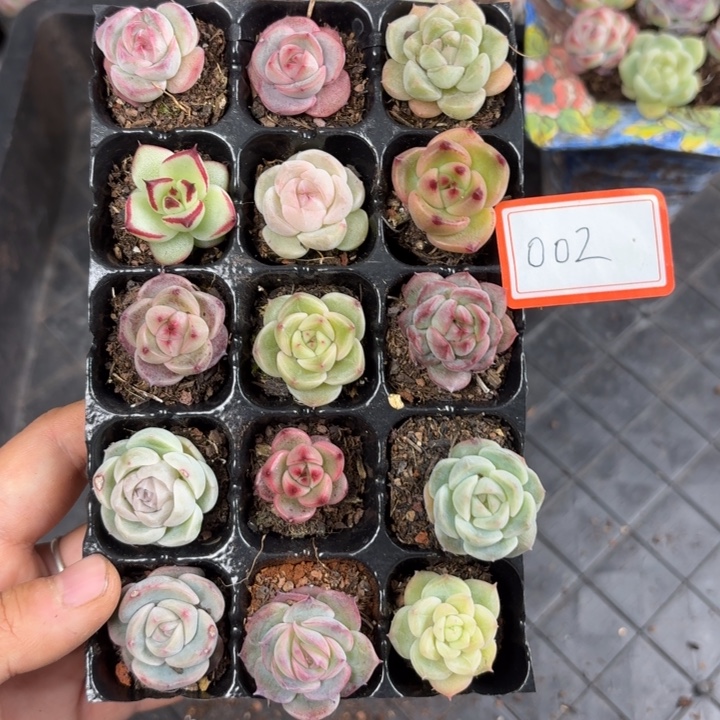 *****精品多肉直播间002