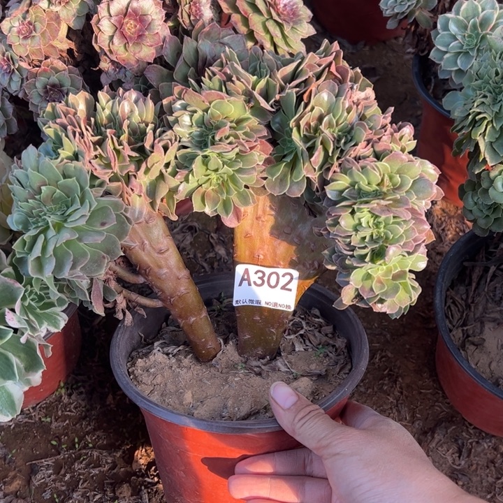 玫瑰缀多肉植物302.