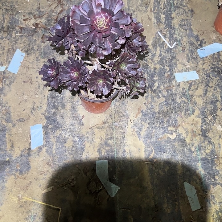 不包侧枝一物一拍67