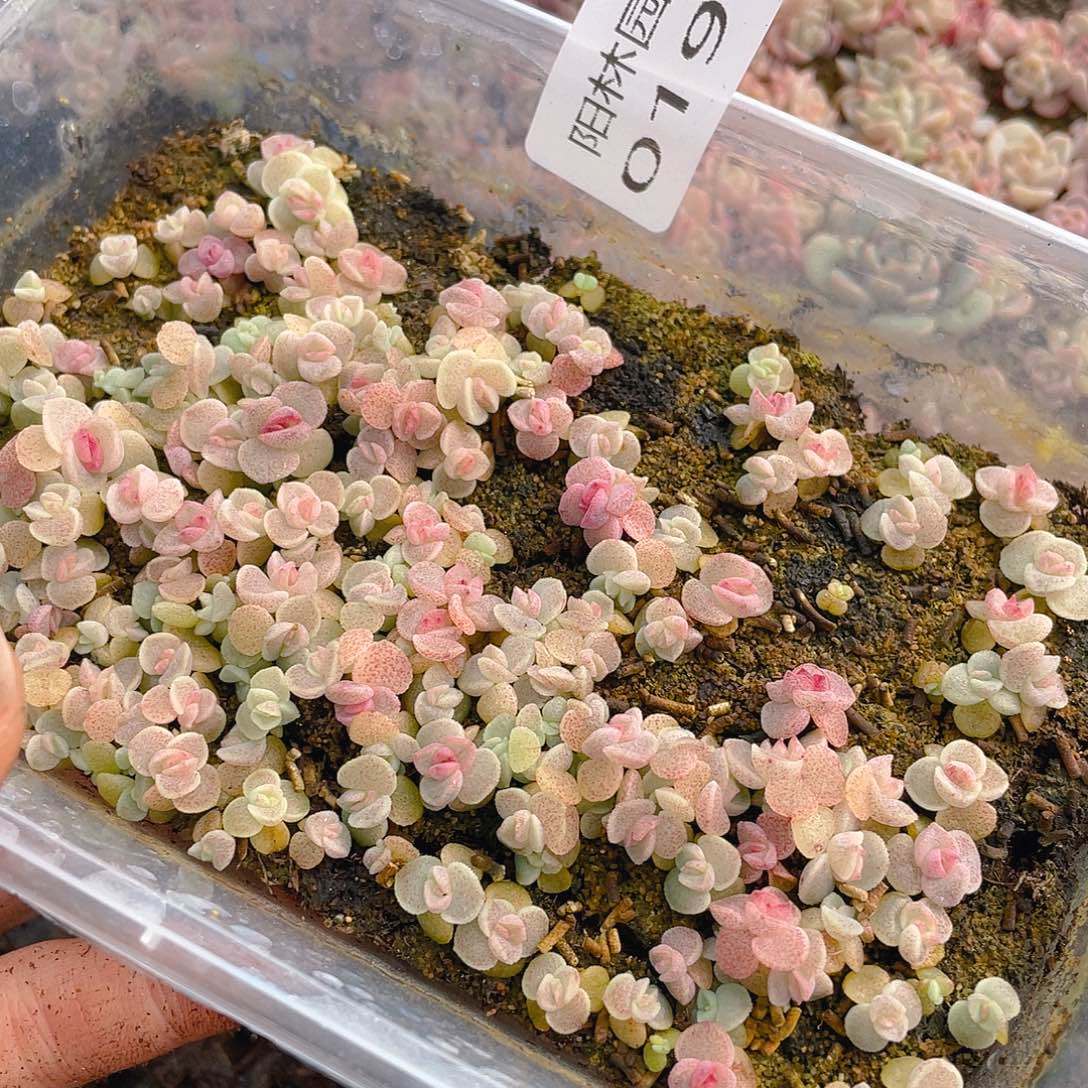 可***爱多肉植物多肉植物197