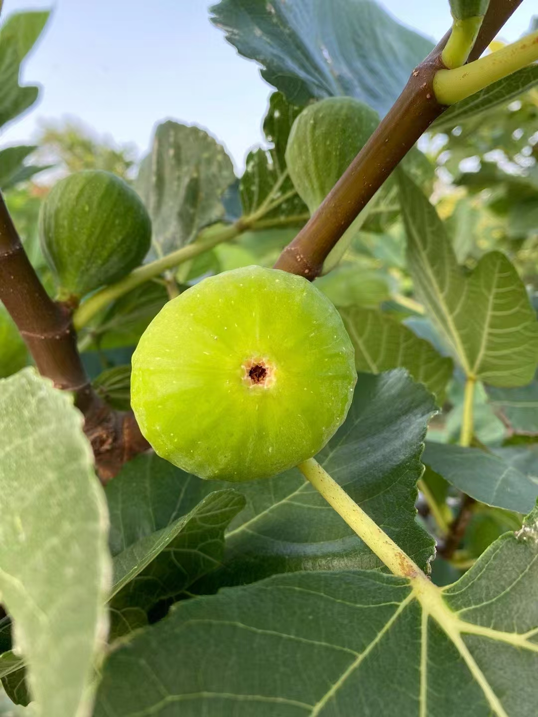 威海特产青皮无花果