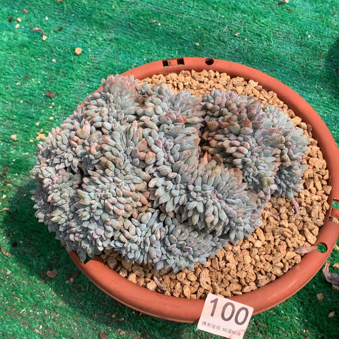 100橙子缀化多肉植物