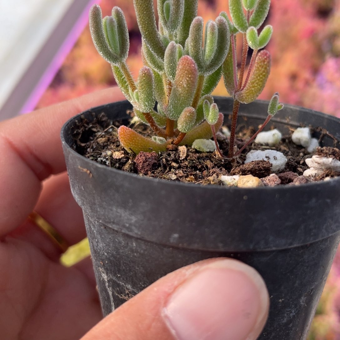 实生琉璃，实生糖球。           