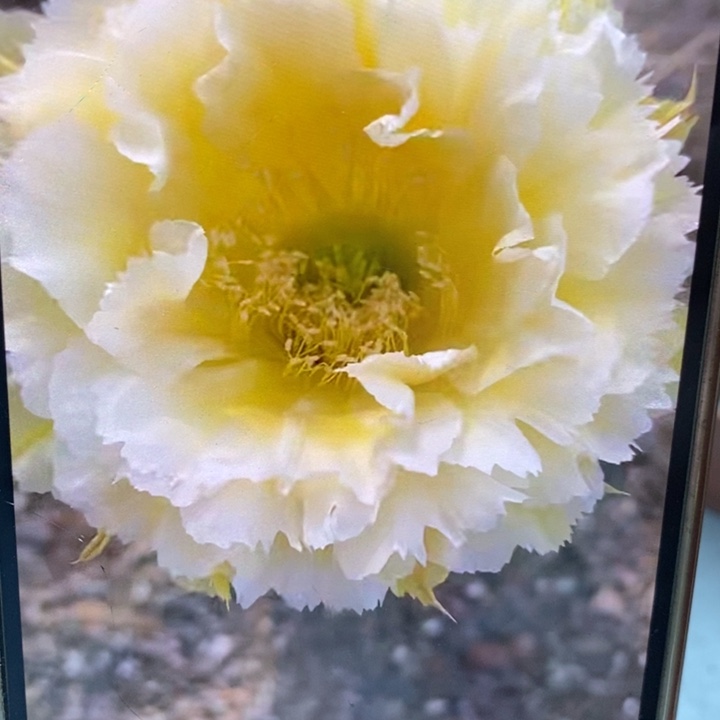 彩草黄牡丹侧芽5公分左右