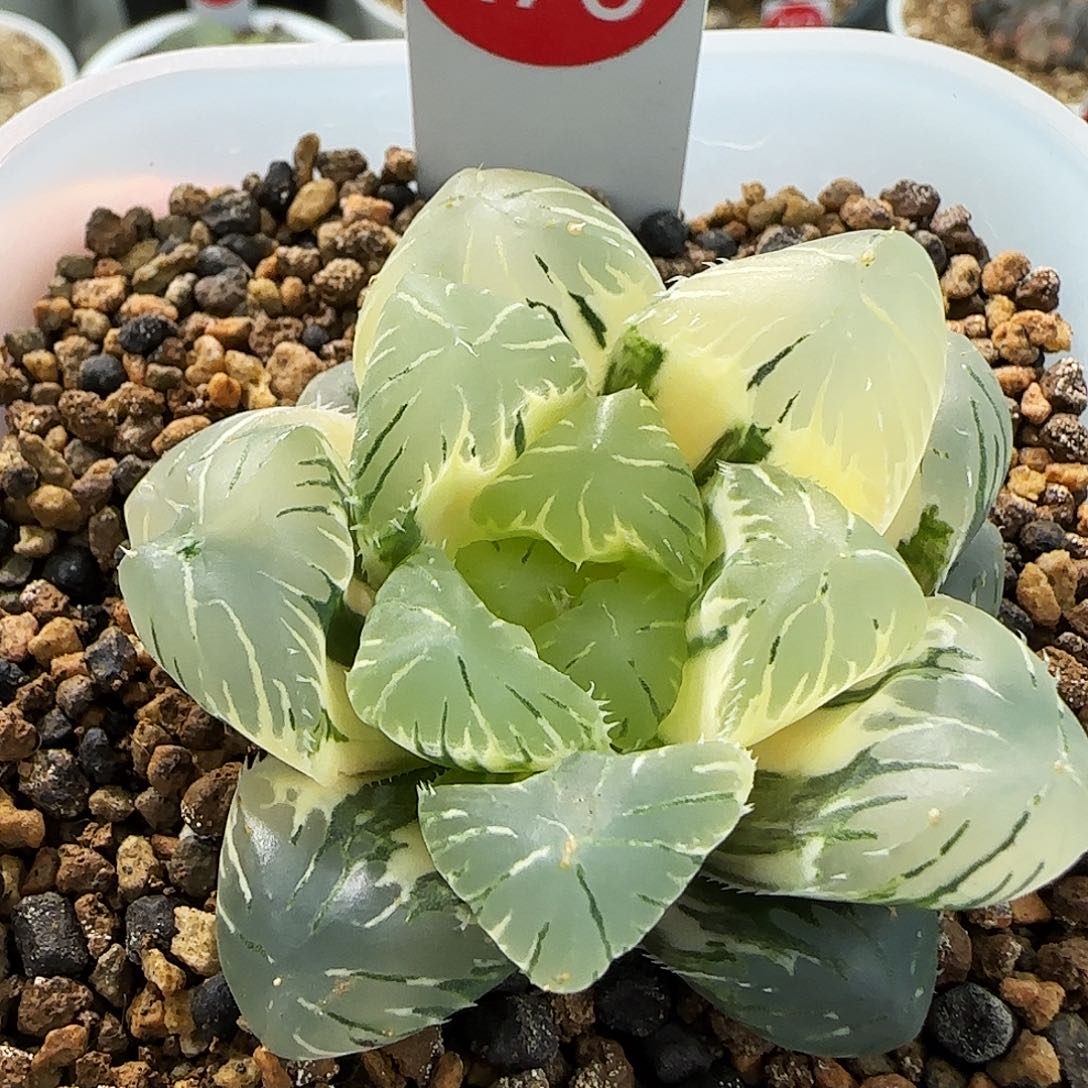 478号实生糊斑玉露锦5.8左右一物一拍带盆