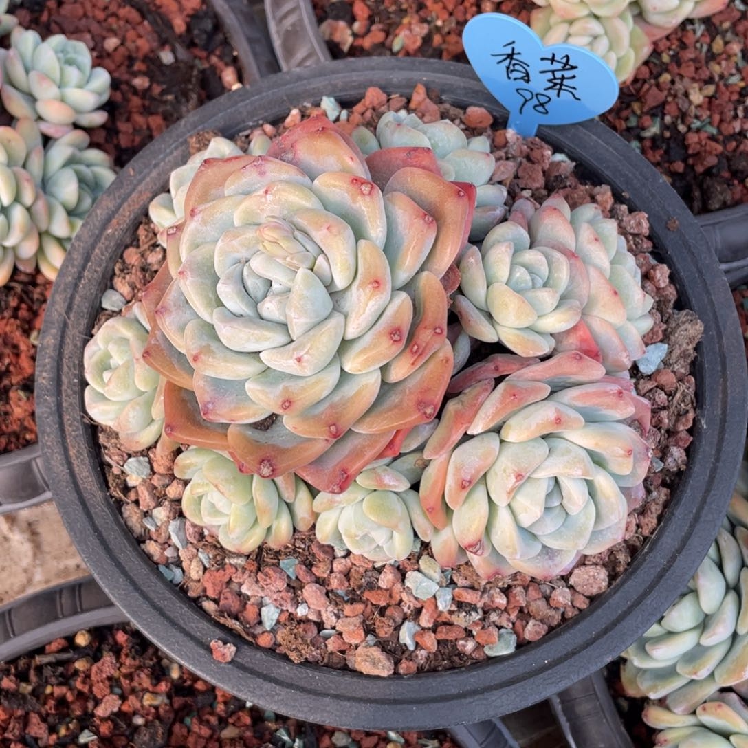 香*吖冰玉群生无砍一个98