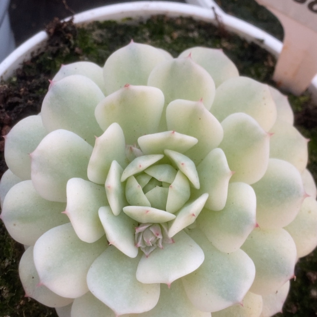 380静夜锦锦锦锦锦锦