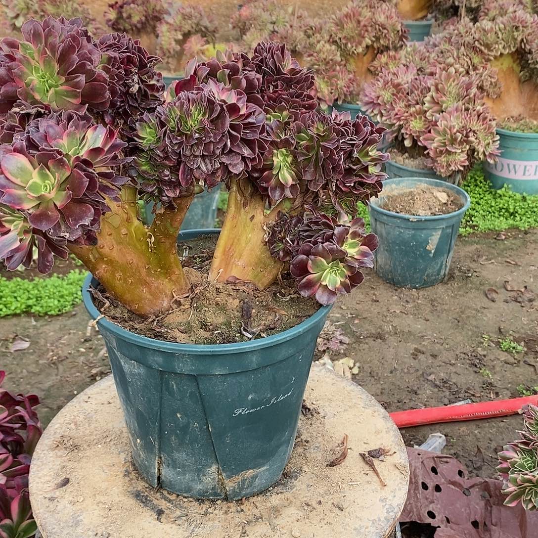 多肉植物三号美杜莎缀化