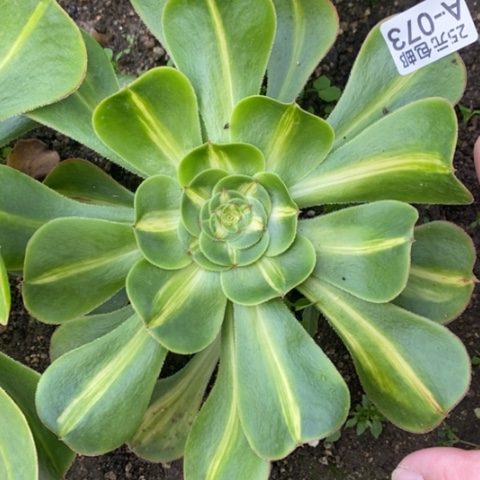 73暴君满25包邮多肉