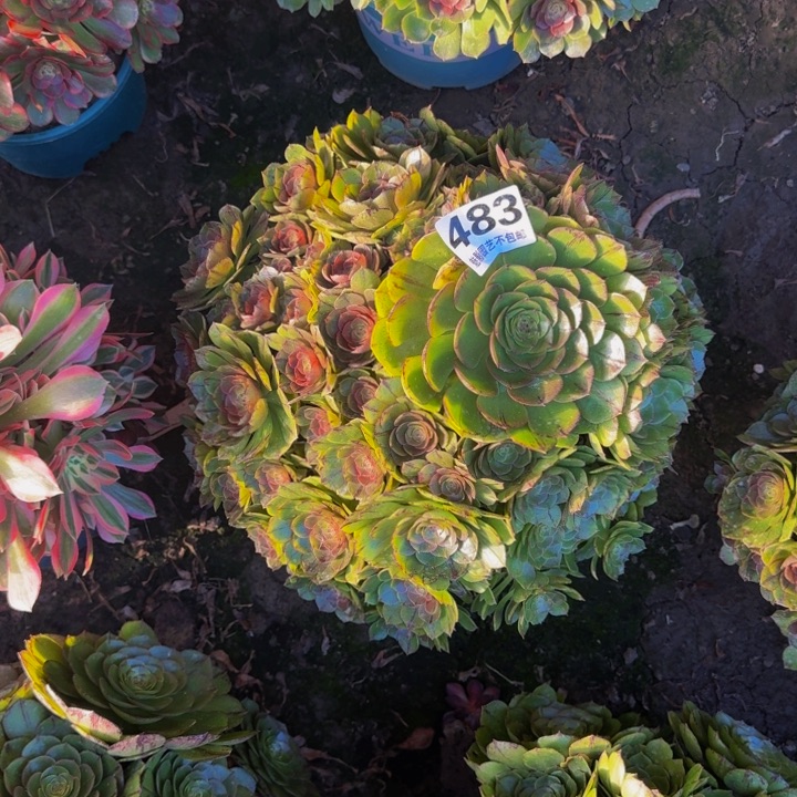 招*喵拉丝花29-29包邮花花