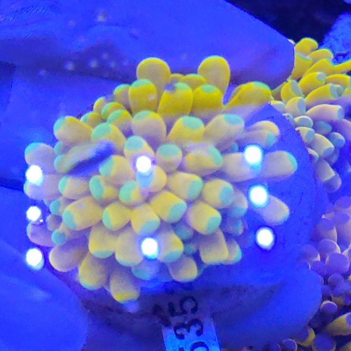 智海珊瑚不退换不包邮