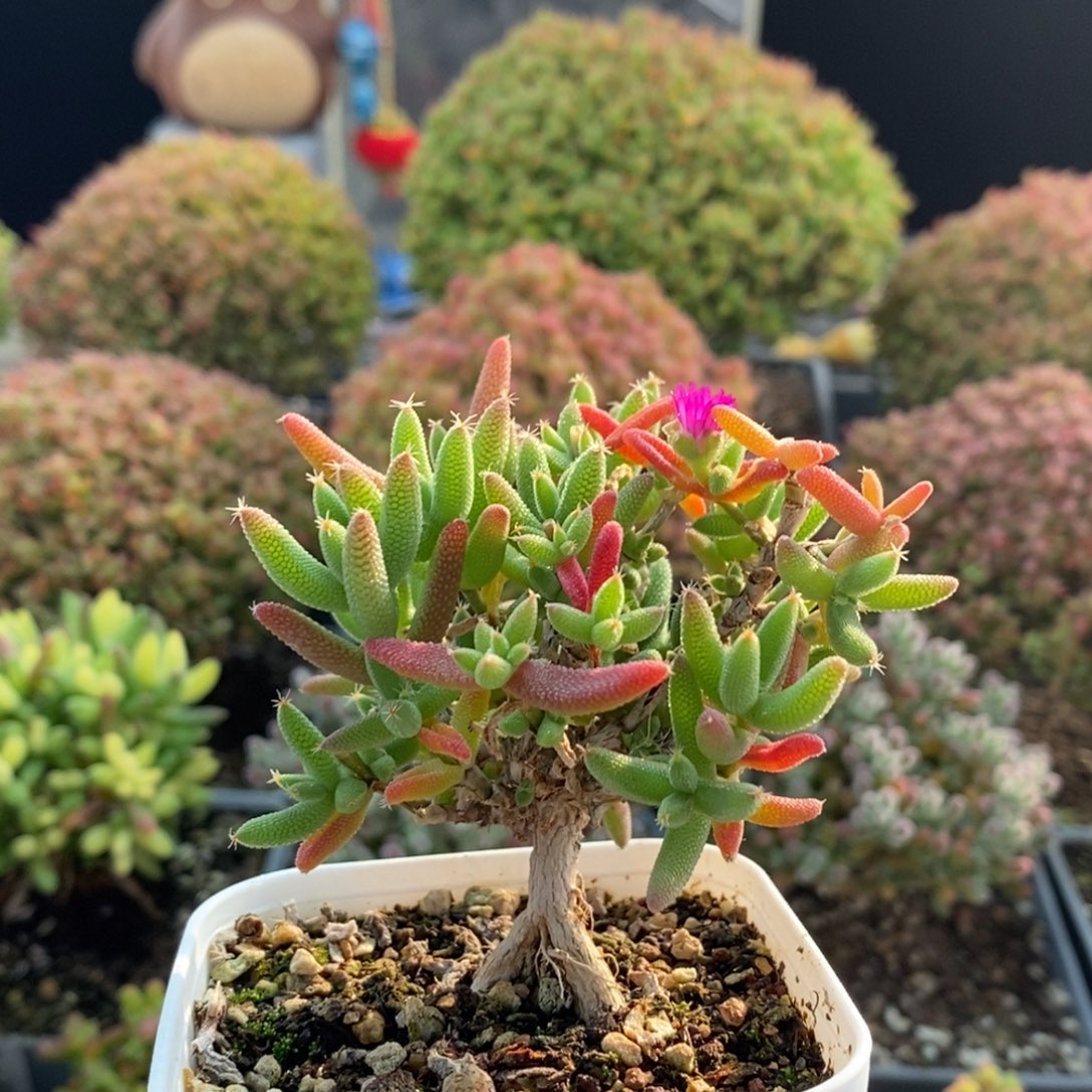 实生玉米2852枝干番杏