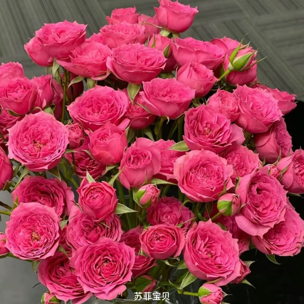 【苏菲宝贝】粉色丰花勤花扦插盆栽月季！