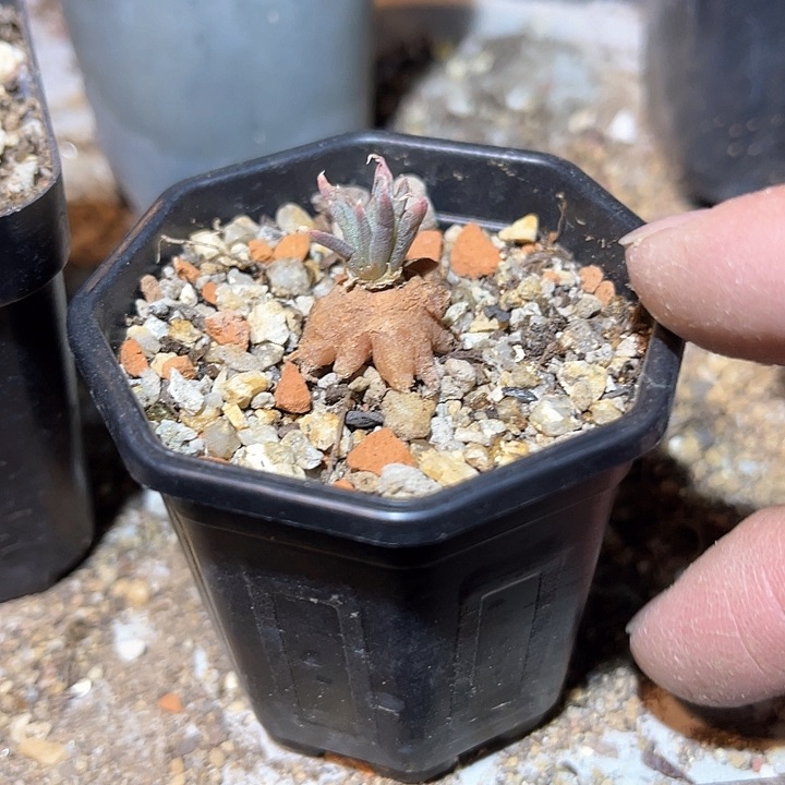 满38包邮2天凑单，脱土晾根发货多肉植物