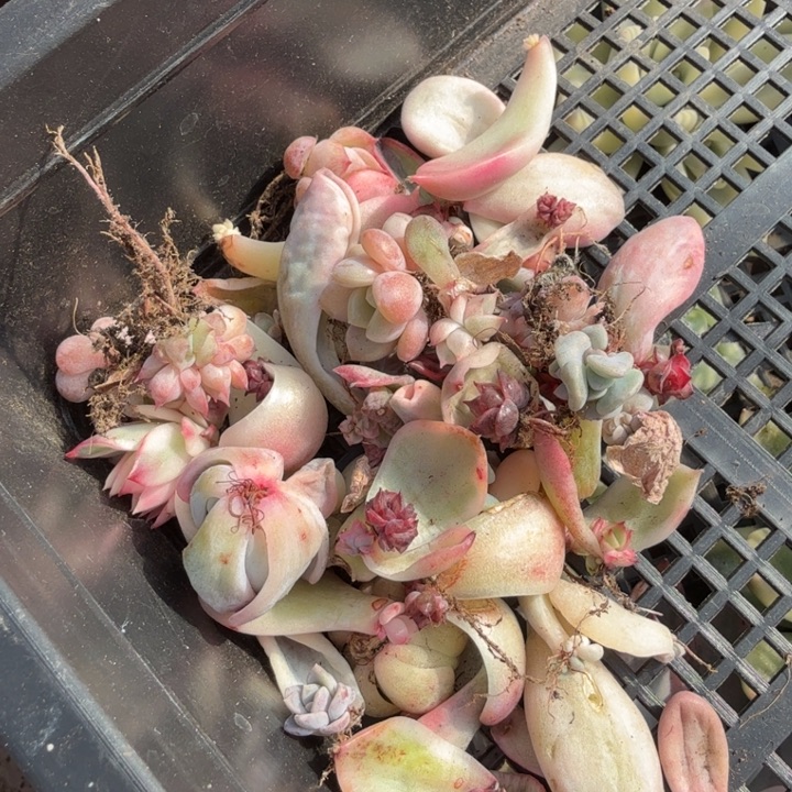 一组多肉锦叶片一组