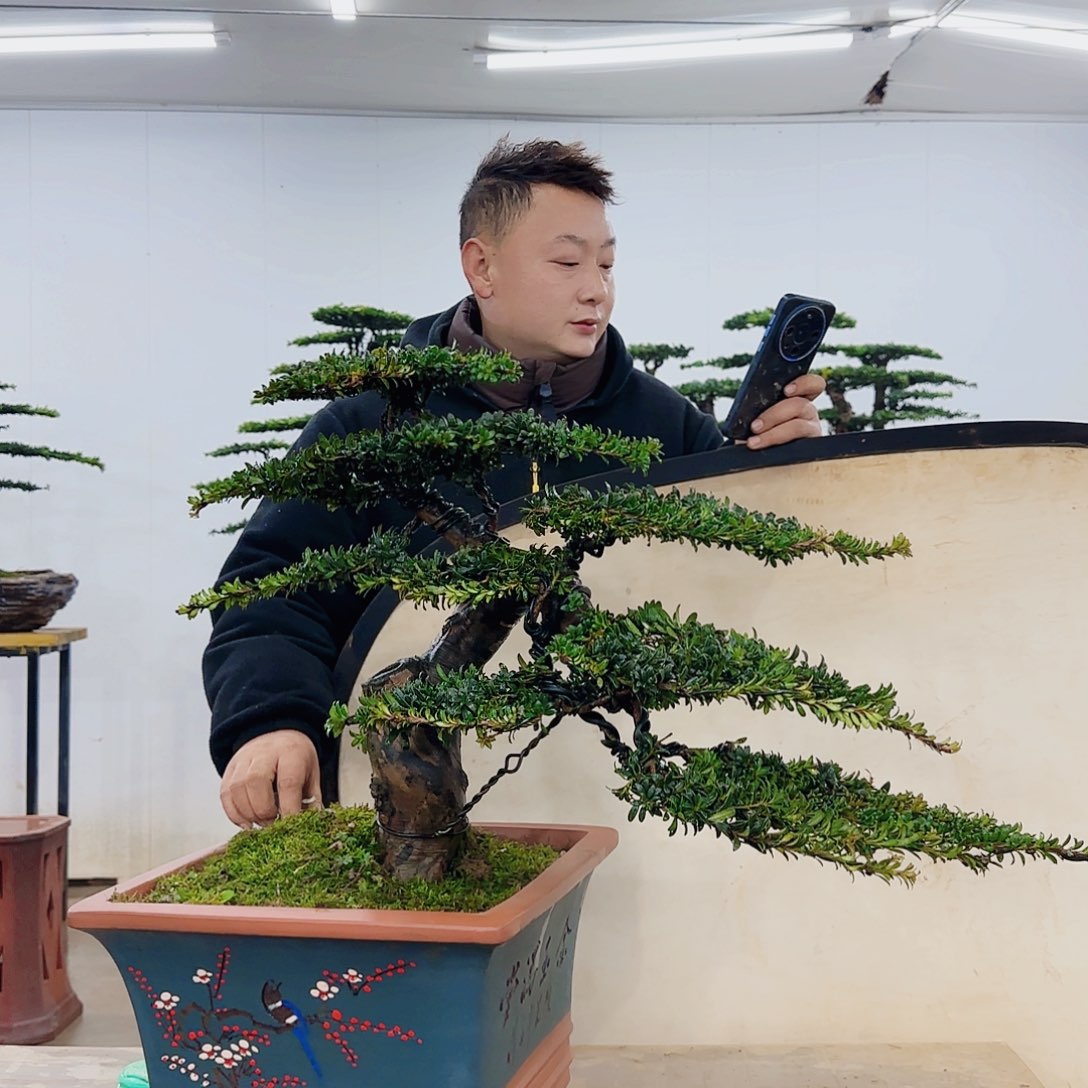 用****9盆景制作过程非常