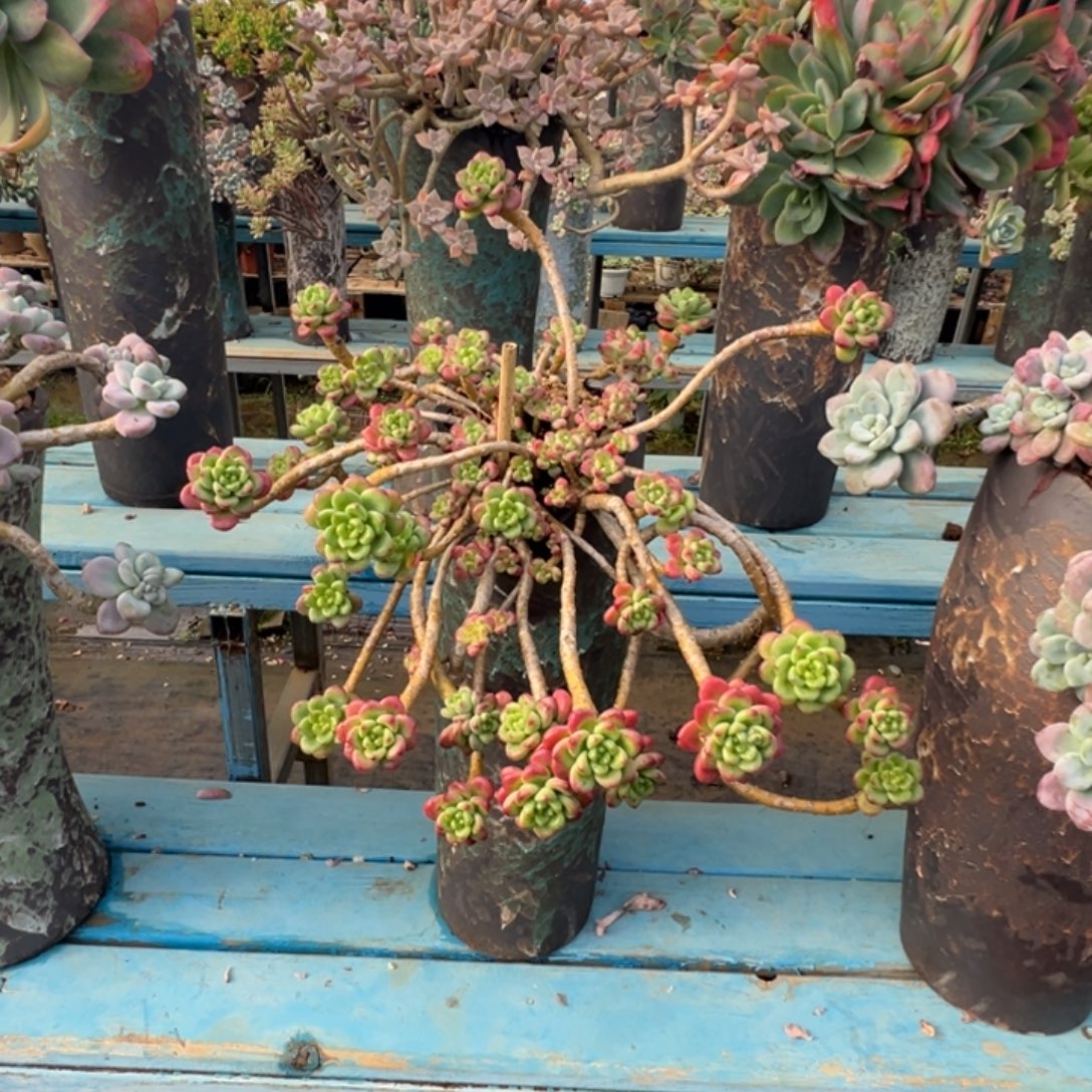 精品香格里拉妖桩 裸肉