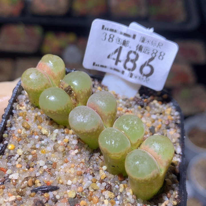 zzz精品生石花486疤特