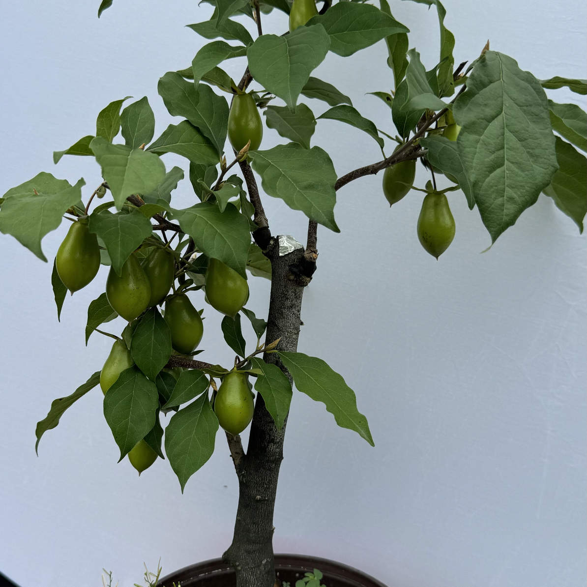 老鸦柿成品熟桩盆景美观易养适合家居装饰
