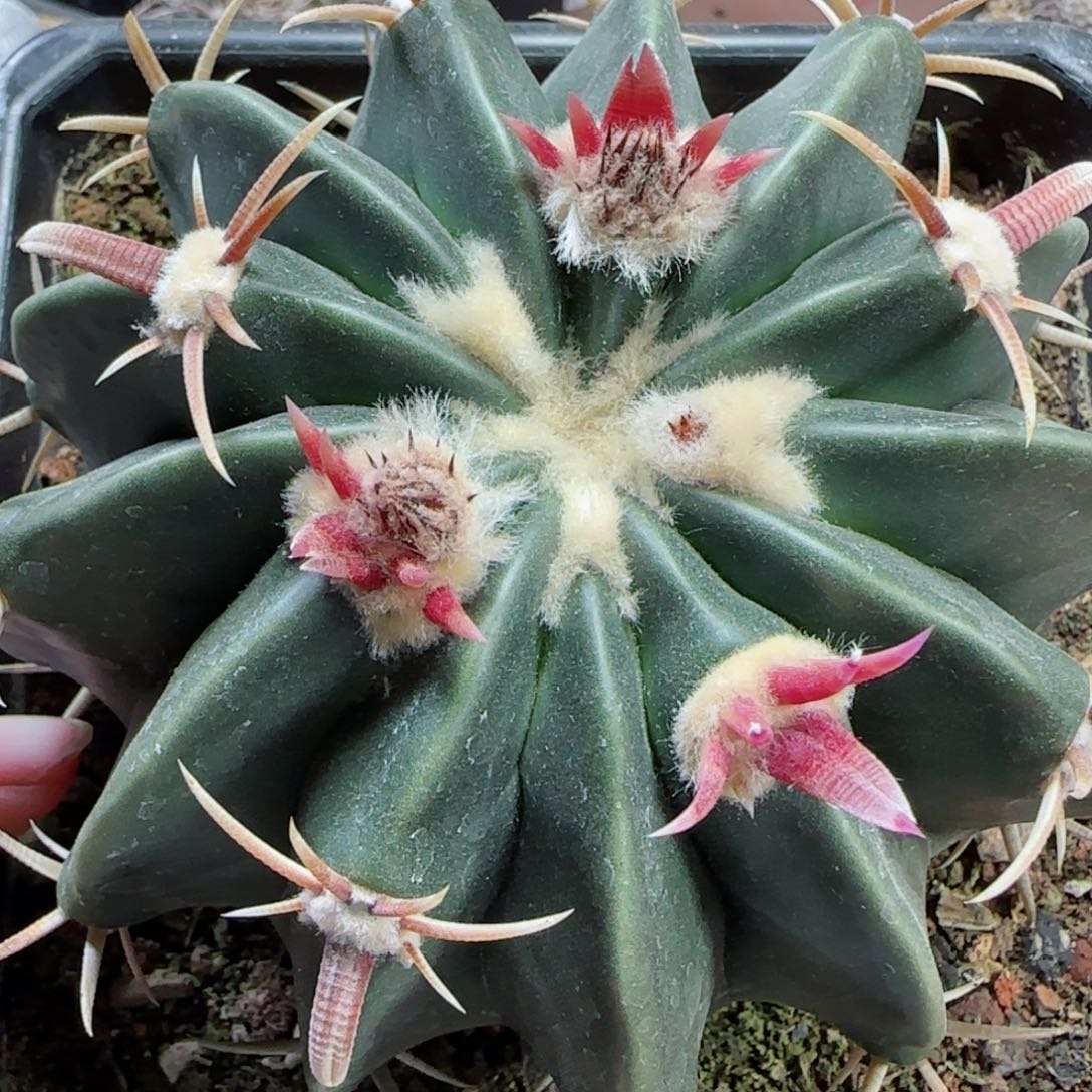 354实生鹤刺凌波多肉