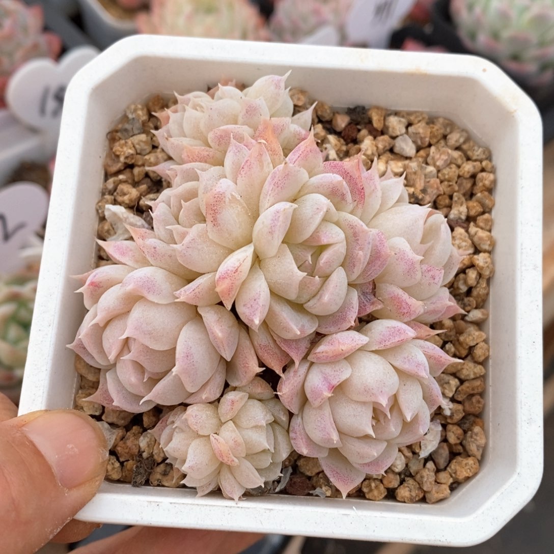 精品多肉一物一拍不包整62