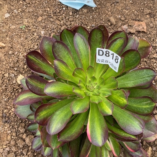 818绍修七彩多肉植物
