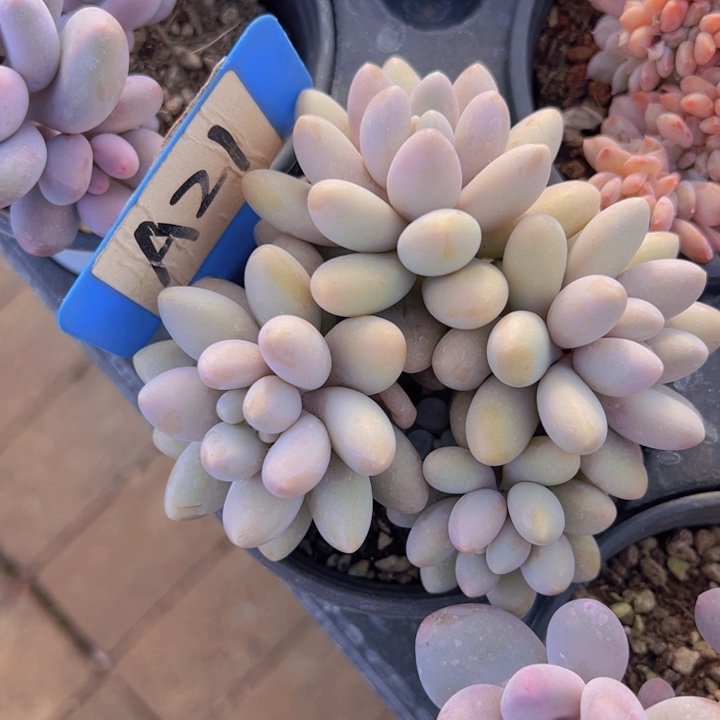 健健康康平平安安