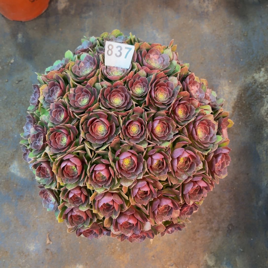 多肉法师万圣节837