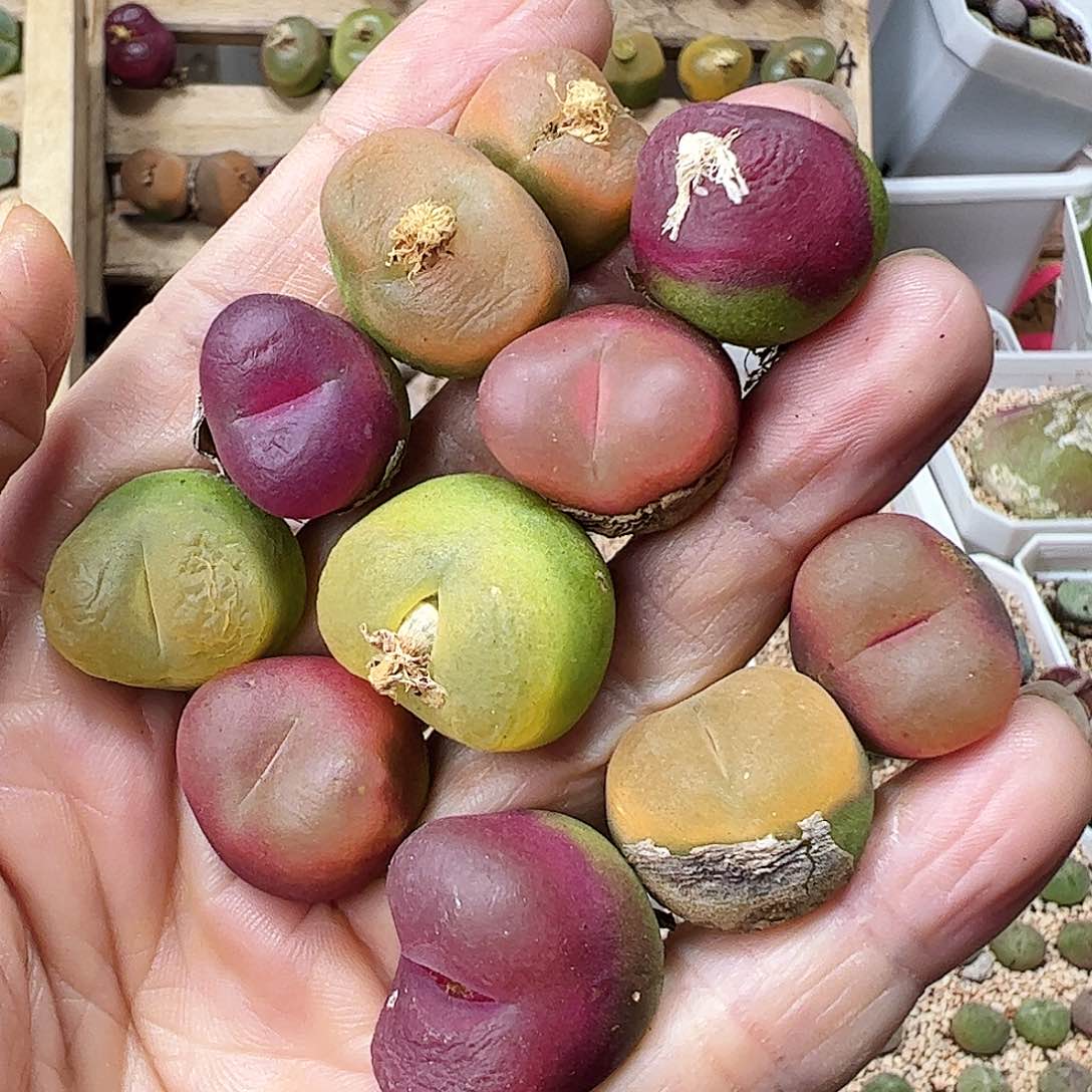 彩毛一手包邮………………………………