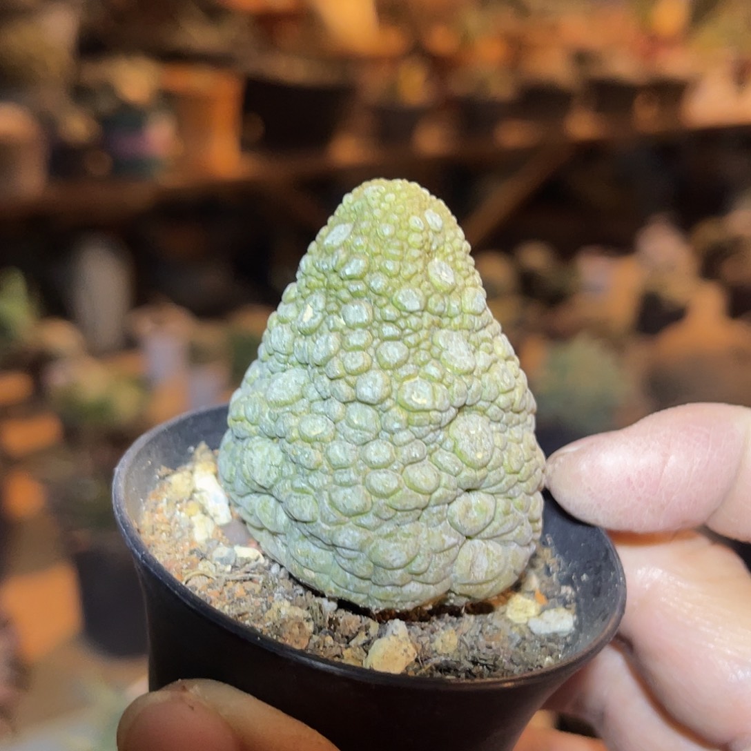 实生佛头草莓凝蹄玉