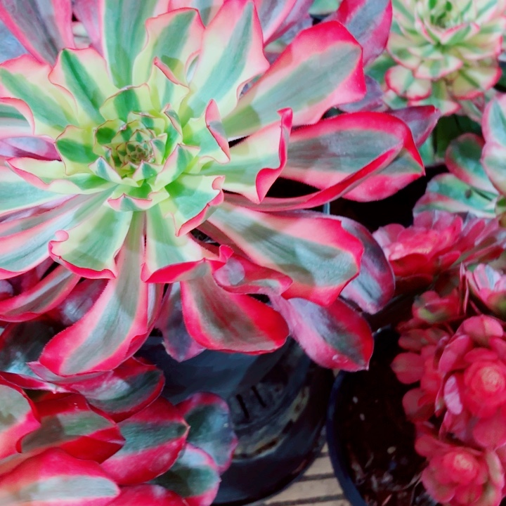 云南红魔女好看100号