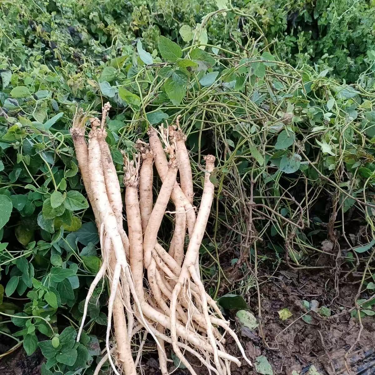 党参       野生现挖带土发货高山党参