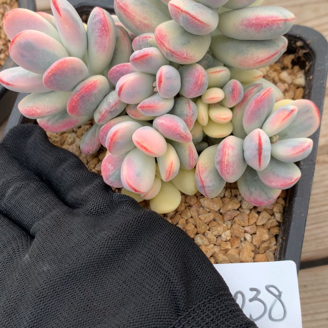 ?****?A038售后范围：签收起7天录开箱视频