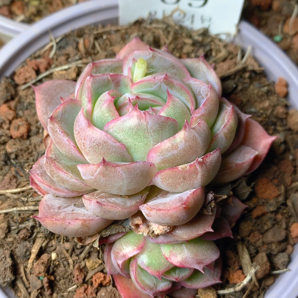 【闪购商品】云09号