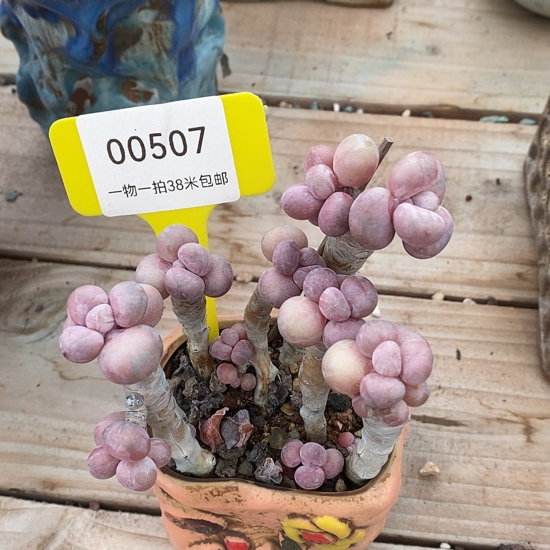 507 投诉魔芋想我吗小雨