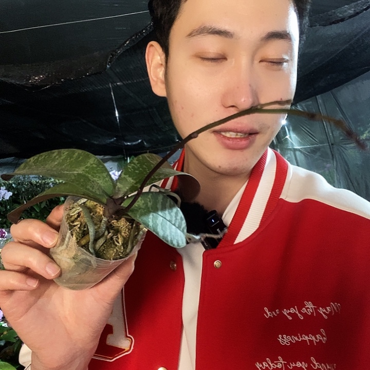 无花朵脉纹虎斑西