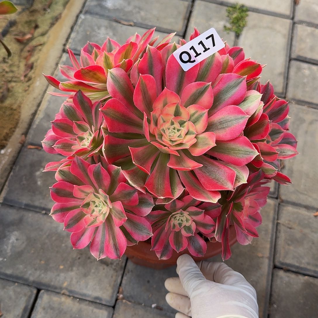 117女巫33冠服20左右小颗的