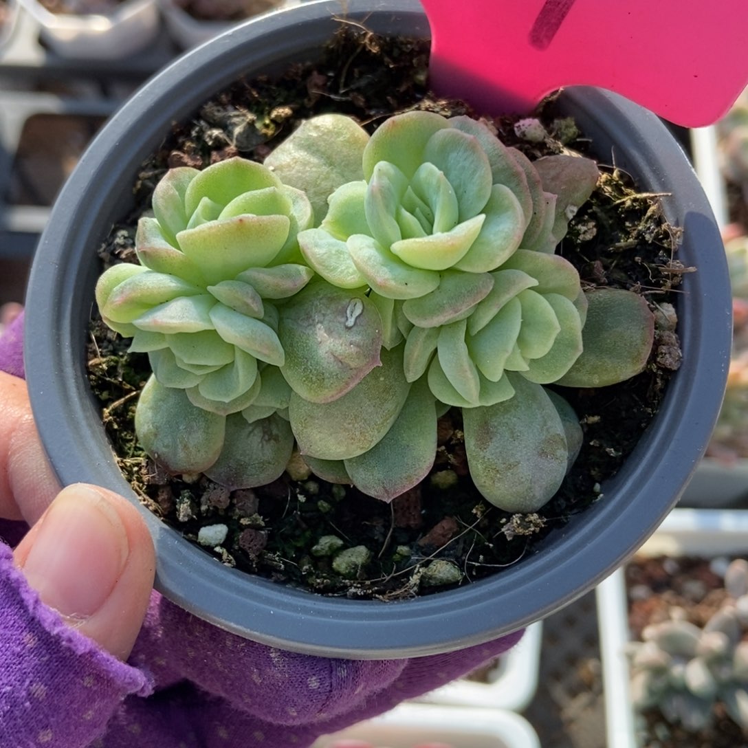 24泡泡沙多肉植物