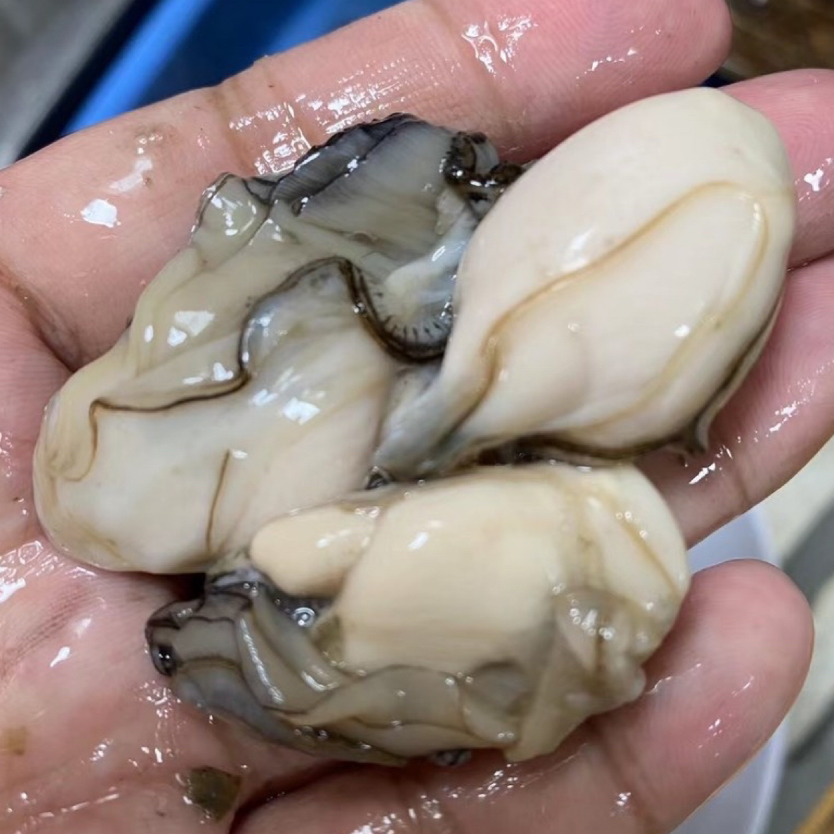 大连新鲜生蚝蛎煌肉一斤