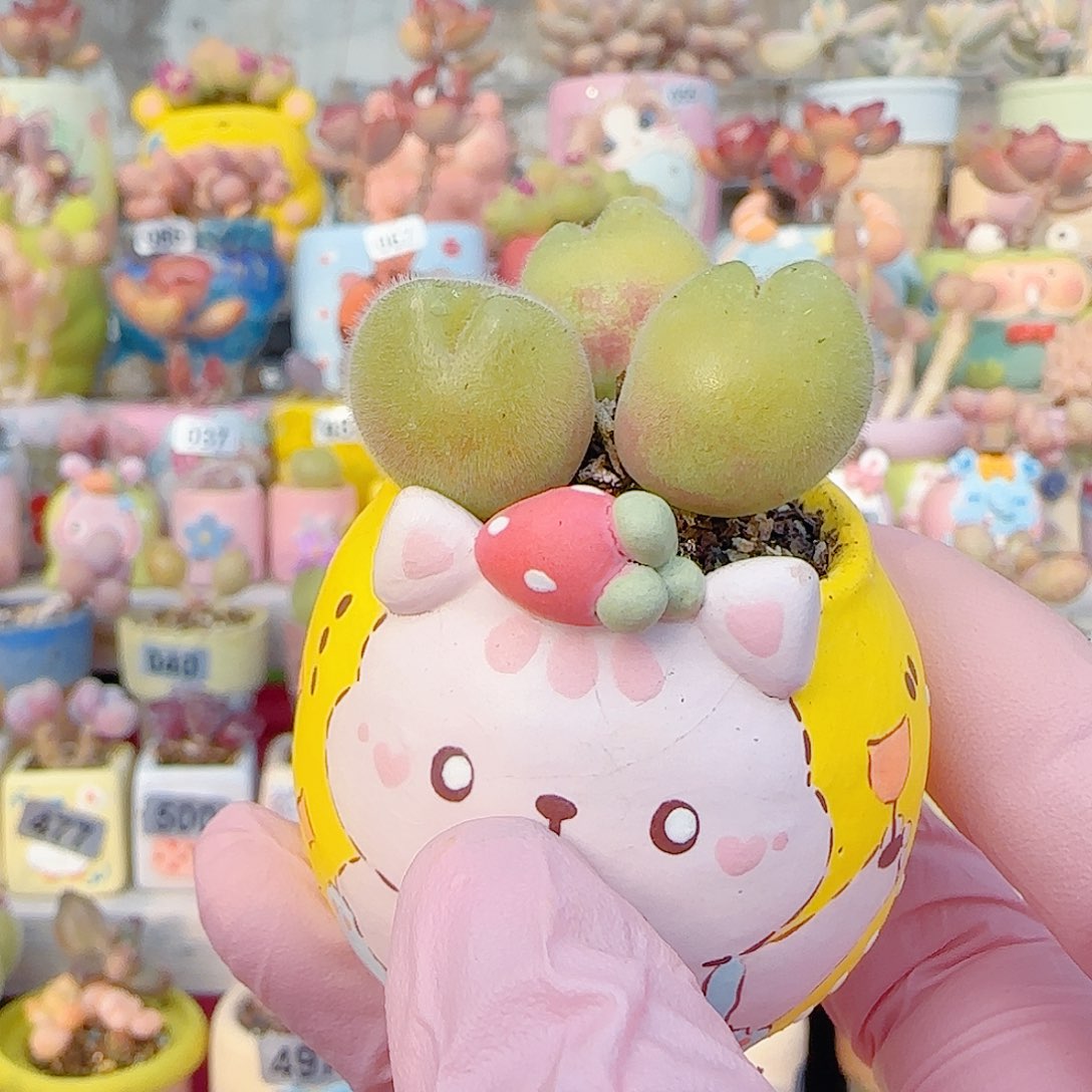 L 三头可爱猫翠 盆口3cm