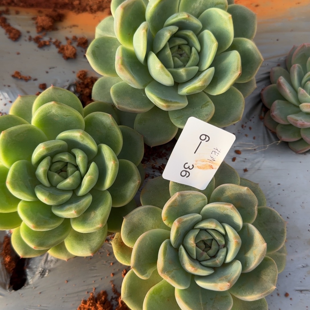 6-36珍妮绿菜三颗量拍