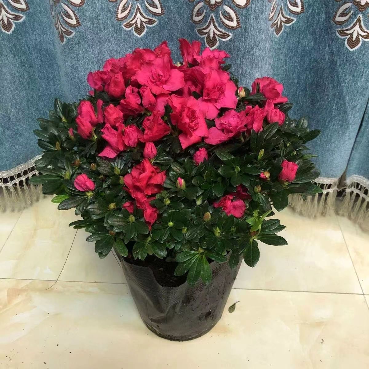 《杨梅红》杜鹃花带花苞庭院室内绿植室外四季开花易养原盆土发货