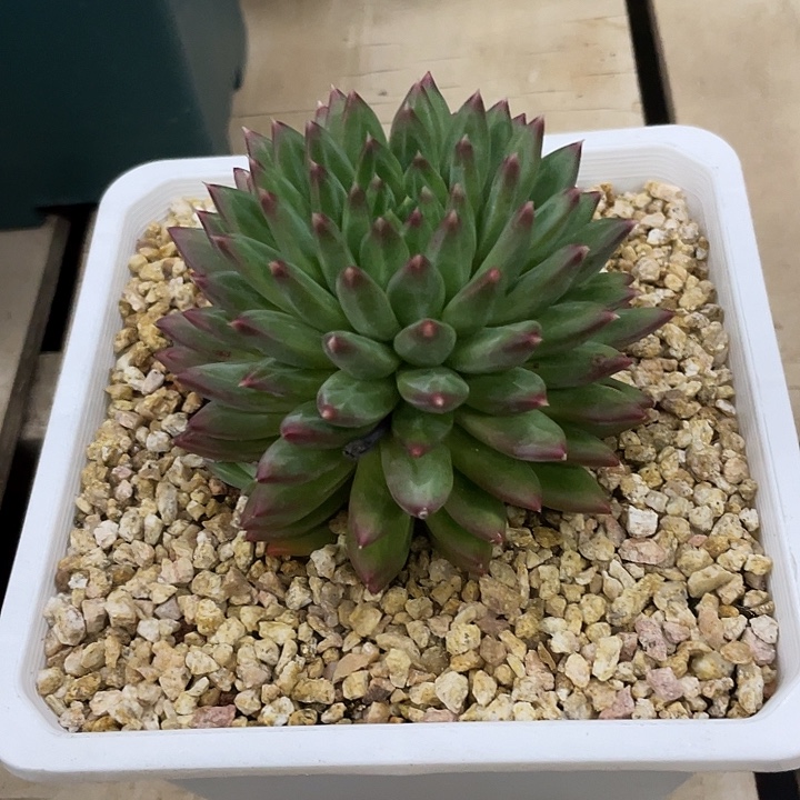 一物一拍一物一拍美人多肉