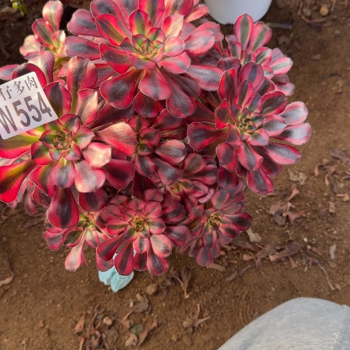 香奈儿554官服25左右2