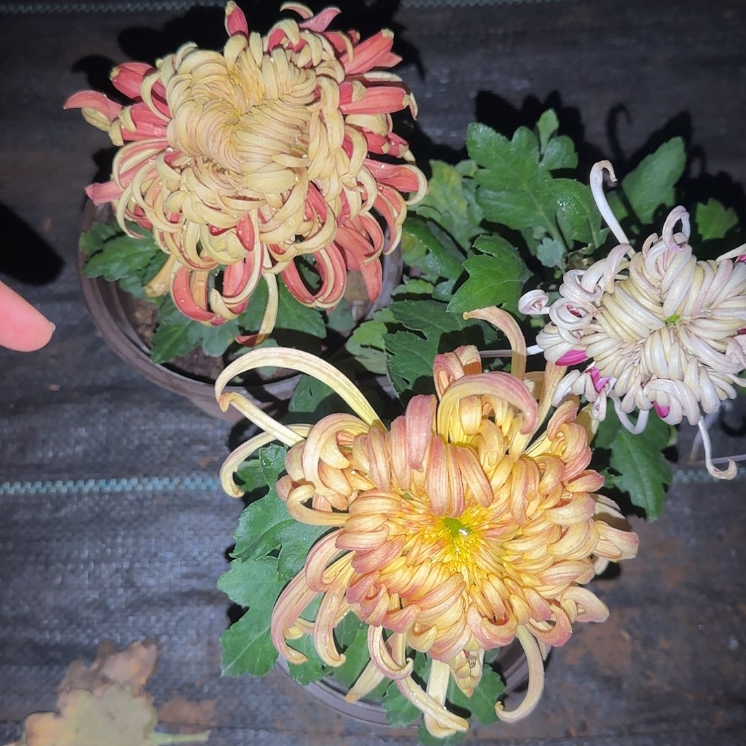 全部花朵F00000004